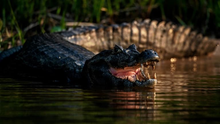 Un Australien de 60 ans a échappé aux mâchoires d'un crocodile marin en le poignardant à plusieurs reprises à la tête avec son couteau de poche.