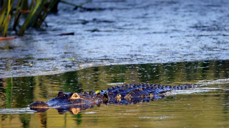 Floride: dix personnes tombées dans des eaux infestées d'alligator après le naufrage d'un hydroglisseur