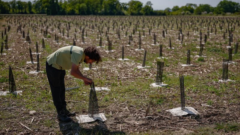 La forêt de Maubuisson compte déjà 700.000 arbres plantés.