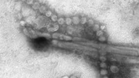 Le virus H7N9.