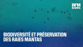  Biodiversité et préservation des raies mantas 