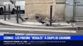 À Cognac, les pigeons sont "régulés" à coups de carabine