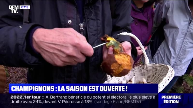 Grâce à l'été pluvieux, cette saison des champignons s'annonce fructueuse