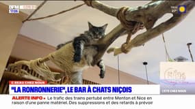  C beau chez nous: "la ronronnerie", le bar à chats niçois