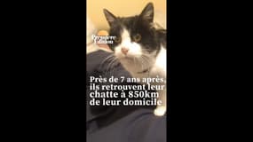 La chatte d'une famille de Mayenne retrouvée près de 7 ans après en Savoie
