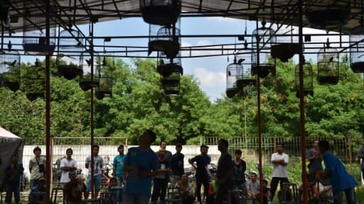 Des hommes encouragent leurs oiseaux pendant un concours de chant à Jakarta, le 7 janvier 2016 Des hommes encouragent leurs oiseaux pendant un concours de chant à Jakarta, le 7 janvier 2016