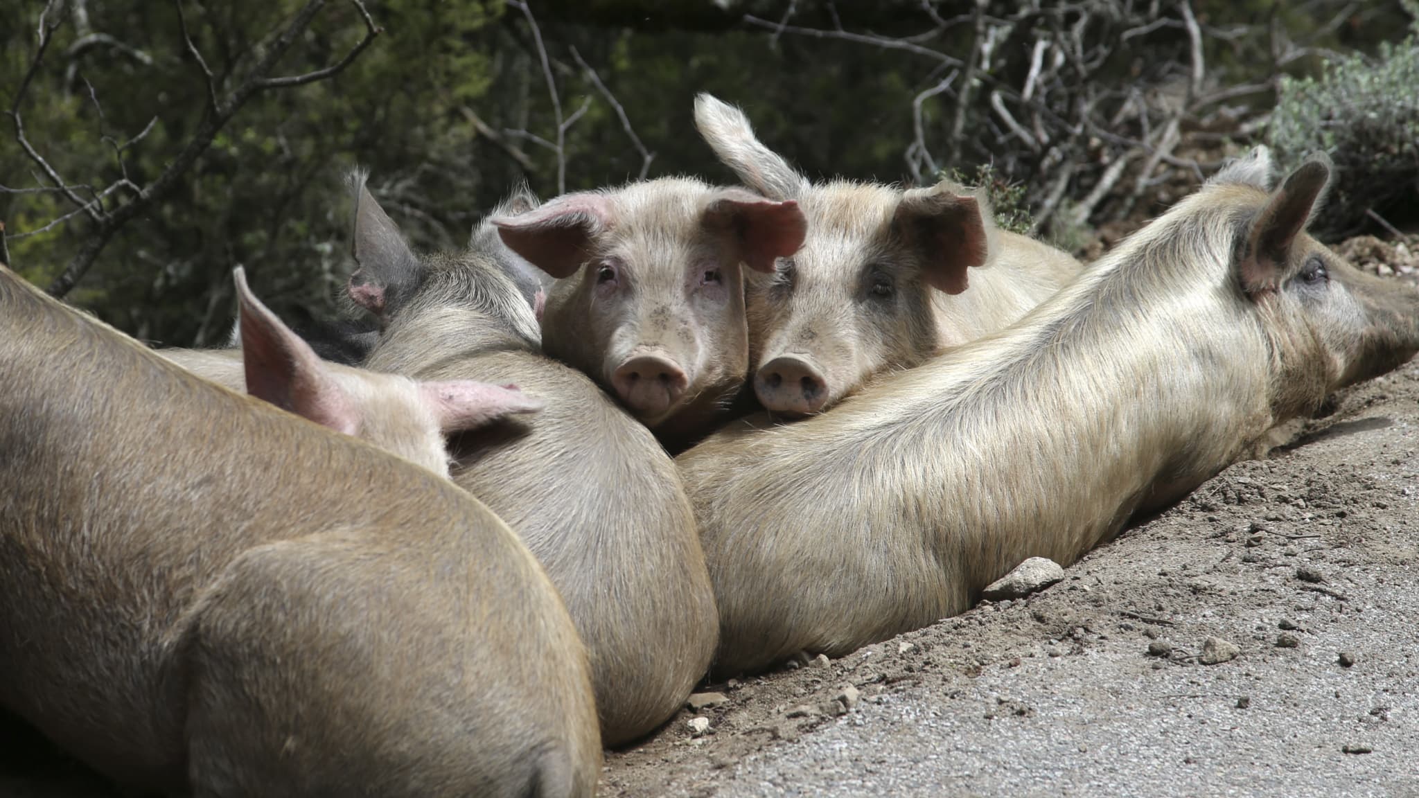 "Je me voyais mourir" un enfant de 10 ans violemment attaqué par des cochons en Corse