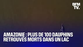 Brésil: plus de 100 dauphins ont été retrouvé morts dans un lac de l'Amazonie