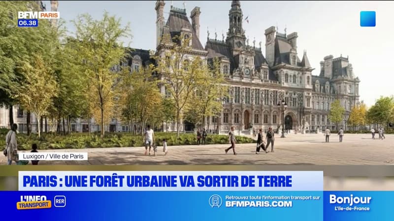 Paris: une forêt urbaine va sortir de terre sur le parvis de l'Hôtel de ville