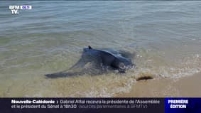 Espagne: une raie de trois mètres de long échouée sur la plage donne naissance à un petit