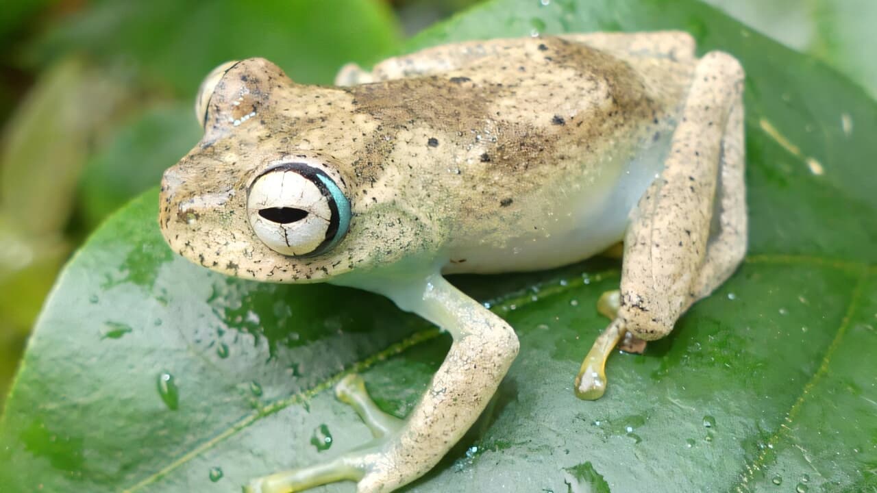 Les amphibiens font partie des nombreux groupes d'organismes qui ne bénéficient que d'un soutien limité, voire inexistant, en matière de recherche et de financement de la conservation, alors qu'ils font partie des groupes les plus menacés de la planète.