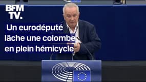 Un eurodéputé lâche une colombe en plein hémicycle 