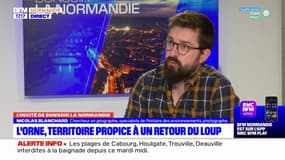 Orne: comment le territoire a été propice au loup et pourrait le redevenir