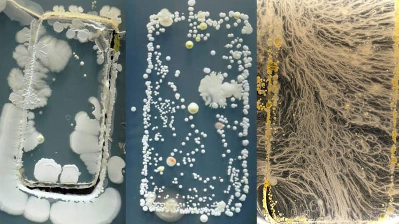 Un téléphone portable est bourré de bactéries.