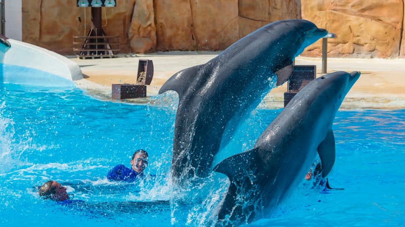 Des dauphins du Parc Astérix.