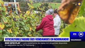 Terre et Mer du jeudi 5 octobre - Viticulture : l'heure des vendanges en Normandie 