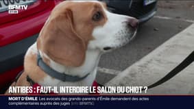 "Des animaux exhibés comme des vulgaires jouets": une association demande l'interdiction du salon du chiot d'Antibes