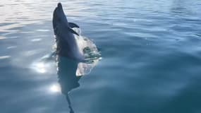 Un dauphin observé à la Marina Baie des Anges à Villeneuve-Loubet