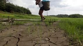 A Caapiranga, en Amazonie. La sécheresse qui a sévi l'an dernier en Amazonie a été pire que celle de 2005 et a sans doute eu un impact sur le réchauffement climatique mondial plus grand que l'activité industrielle et humaine des Etats-Unis en un an, ont r
