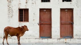 Au nom de la défense de la vache, des Indiens boivent du pesticide - Vendredi 18 mars 2016