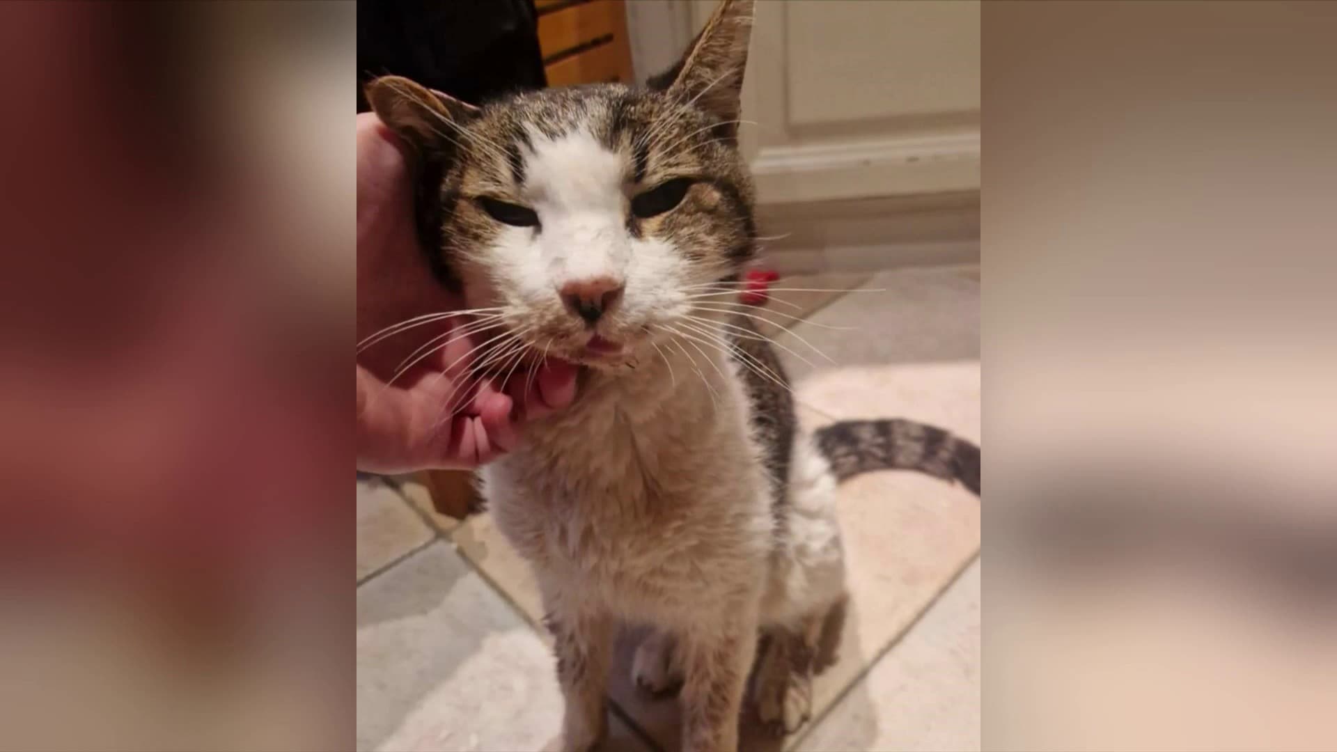 Noël, un chat âgé de 20 ans, est mort à Pertuis (Vaucluse) chez son maître, après avoir disparu pendant 15 ans. Noël, un chat âgé de 20 ans, est mort à Pertuis (Vaucluse) chez son maître, après avoir disparu pendant 15 ans.
