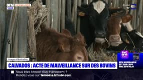 Calvados: acte de malveillance sur des bovins