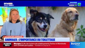 Le Café des Animaux: migration des cigognes et toilettage canin