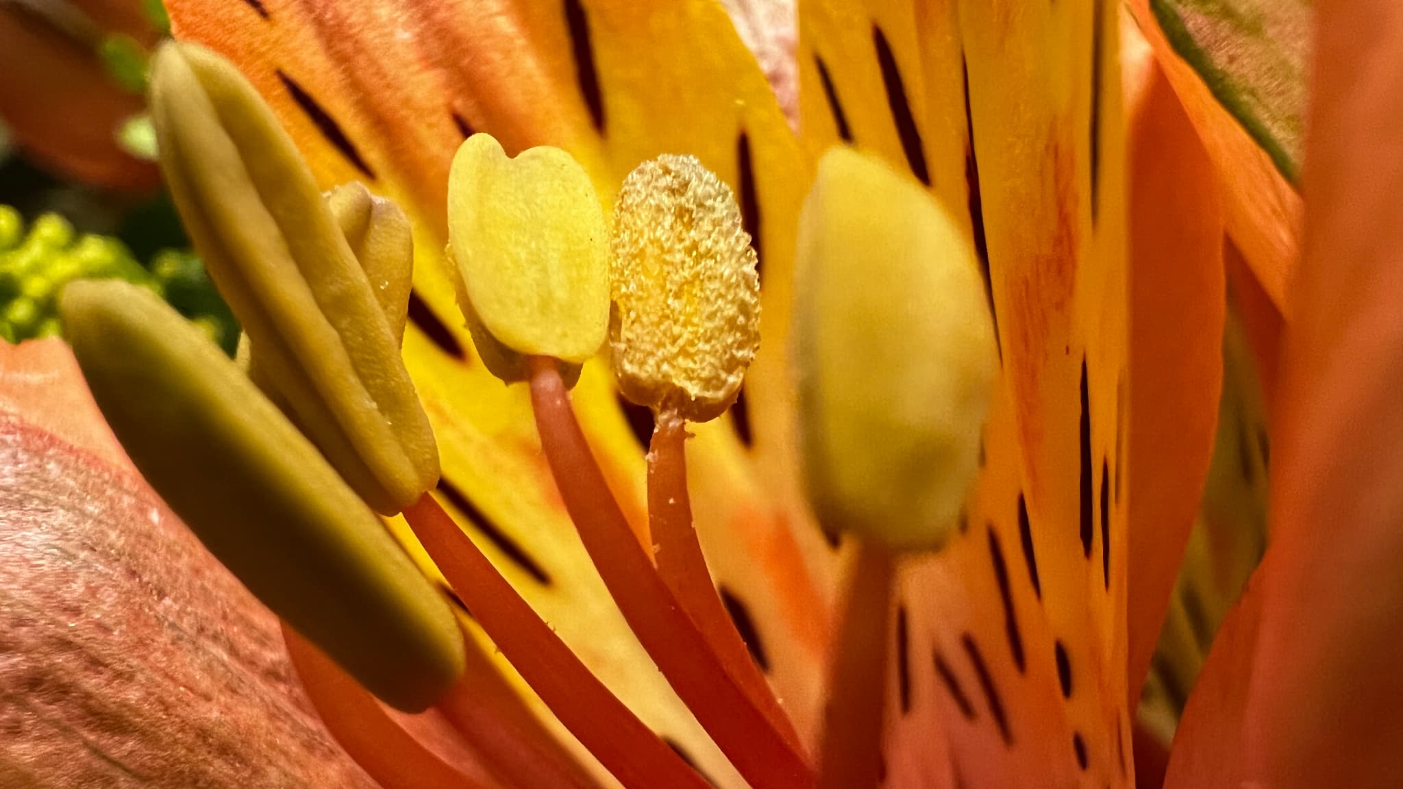 Photo prise avec le mode "macro" de l'iPhone 13 Pro