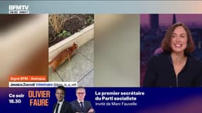 Tenir son chat en laisse, une bonne idée?
