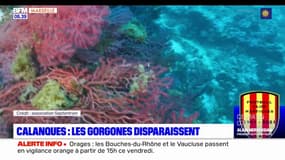 Les gorgones disparaissent dans les calanques