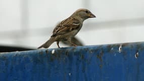 Un braconnier qui chassait des oiseaux protégés a été condamné à un an de prison ferme à Toulon. (Photo d'illustration)