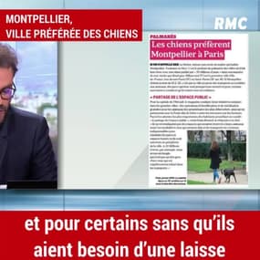 Et la ville préférée des chiens est....