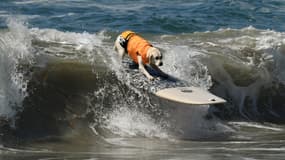 Une pétition a été lancée pour que les chiens puissent aller sur toutes les plages françaises 