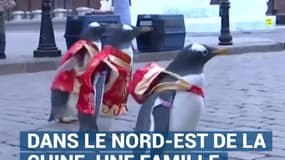Ces pingouins attendent le Nouvel An chinois
