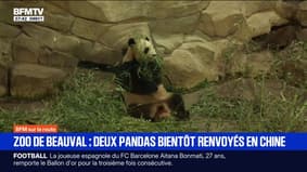 Deux pandas du zoo de Beauval bientôt renvoyés en Chine pour raisons de santé