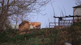 Une vache broute dans une meule de foin dans une ferme touchée par la dermatose nodulaire contagieuse (DNC) à Les-Bordes-sur-Arize (Ariège) le 12 décembre 2025.
