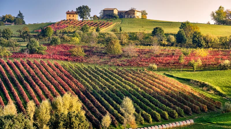 L'Italie reste le premier production mondial de vin, loin devant la France dont les vignobles ont souffert de la chaleur