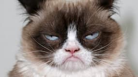 Grumpy Cat en août 2014. 