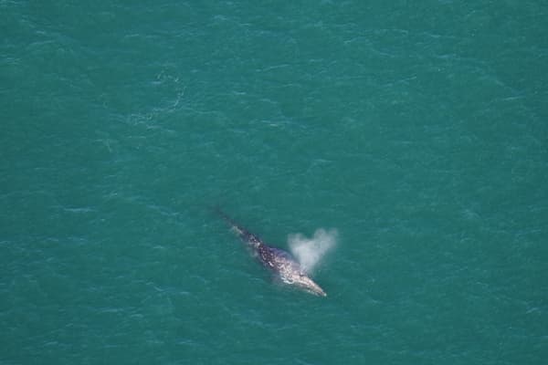 Une baleine grise observée le 1er mars 2024 au sud du Nantucket dans le Massachusetts par l'Aquarium de la Nouvelle-Angleterre (États-Unis). 
