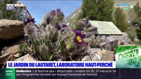 Hautes-Alpes: un programme estival riche pour la réouverture du jardin du Lautaret
