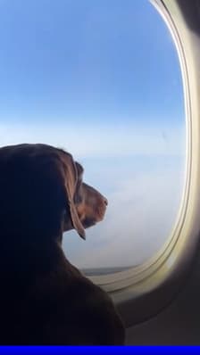  Italie: les chiens et chats ne seront plus obligés de voyager en soute 