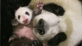 Le bébé panda du zoo de Beauval a bientôt deux mois, et il a bien grandi 