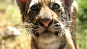 Un des trois tigres nés dans le Loiret début avril