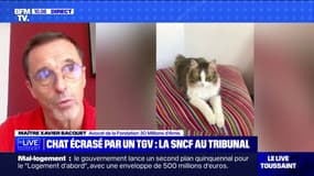 Chat écrasé par un TGV: "Ce qui est important, c'est de reconnaître l'importance du vivant", explique l'avocat de 30 Millions d'Amis, qui a porté plainte