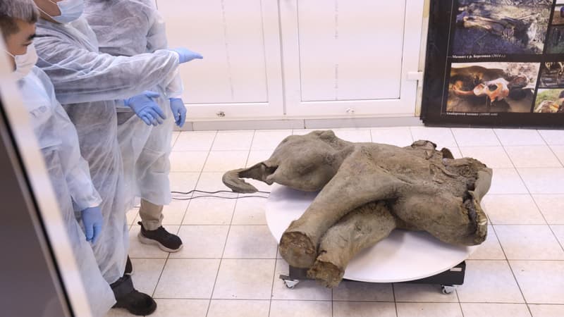 Un petit mammouth quasi intact vieux de 50.000 ans dévoilé en Russie