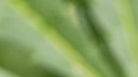 La PJ de Lyon a découvert plusieurs plants de cannabis bio, dans un petit village du Nord-Isère. (Photo d'illustration)