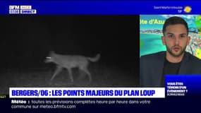 Alpes-Maritimes: ce que contient le plan loup dévoilé par le gouvernement