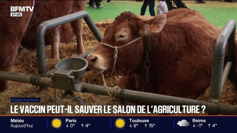Malgré le vaccin contre la dermatose nodulaire contagieuse, les éleveurs sceptiques sur le fait d'emmener des vaches au Salon de l'agriculture