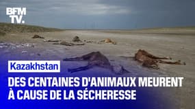  Au Kazakhstan, des centaines d'animaux meurent à cause de la sécheresse 