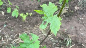 Une feuille de vigne trouée par l'averse de grêle qui a touché le Beaujolais mercredi 19 juin 2024.